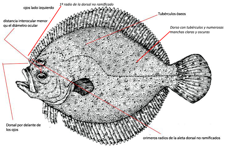 Scophthalmus maximus_01